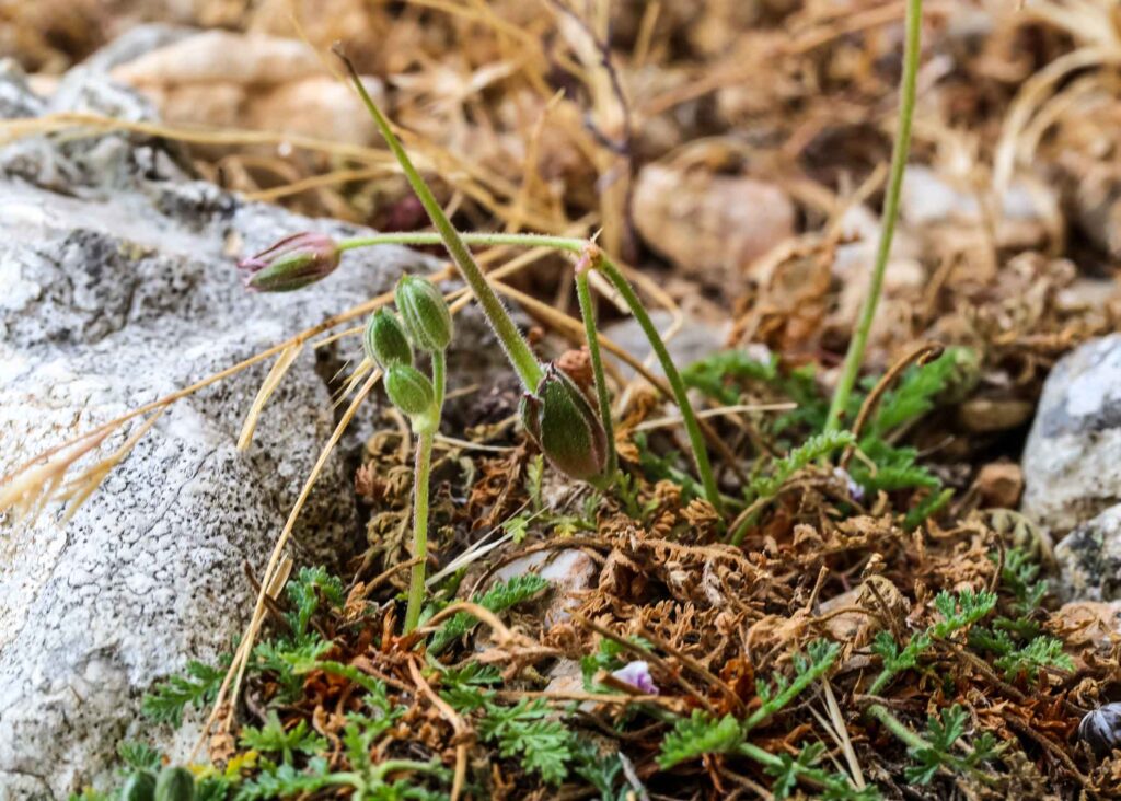 Erodium heteradenum