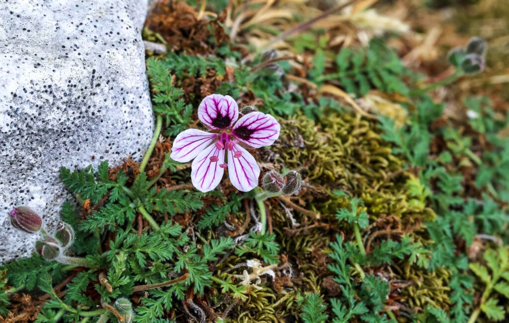 Erodium heteradenum