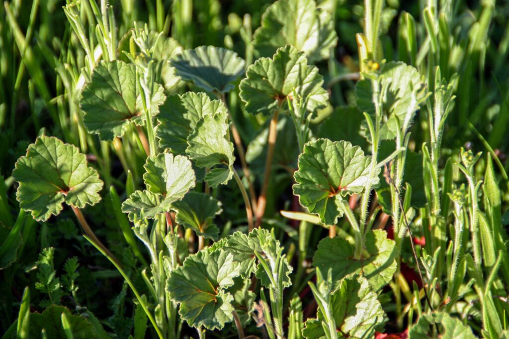 California macrophylla