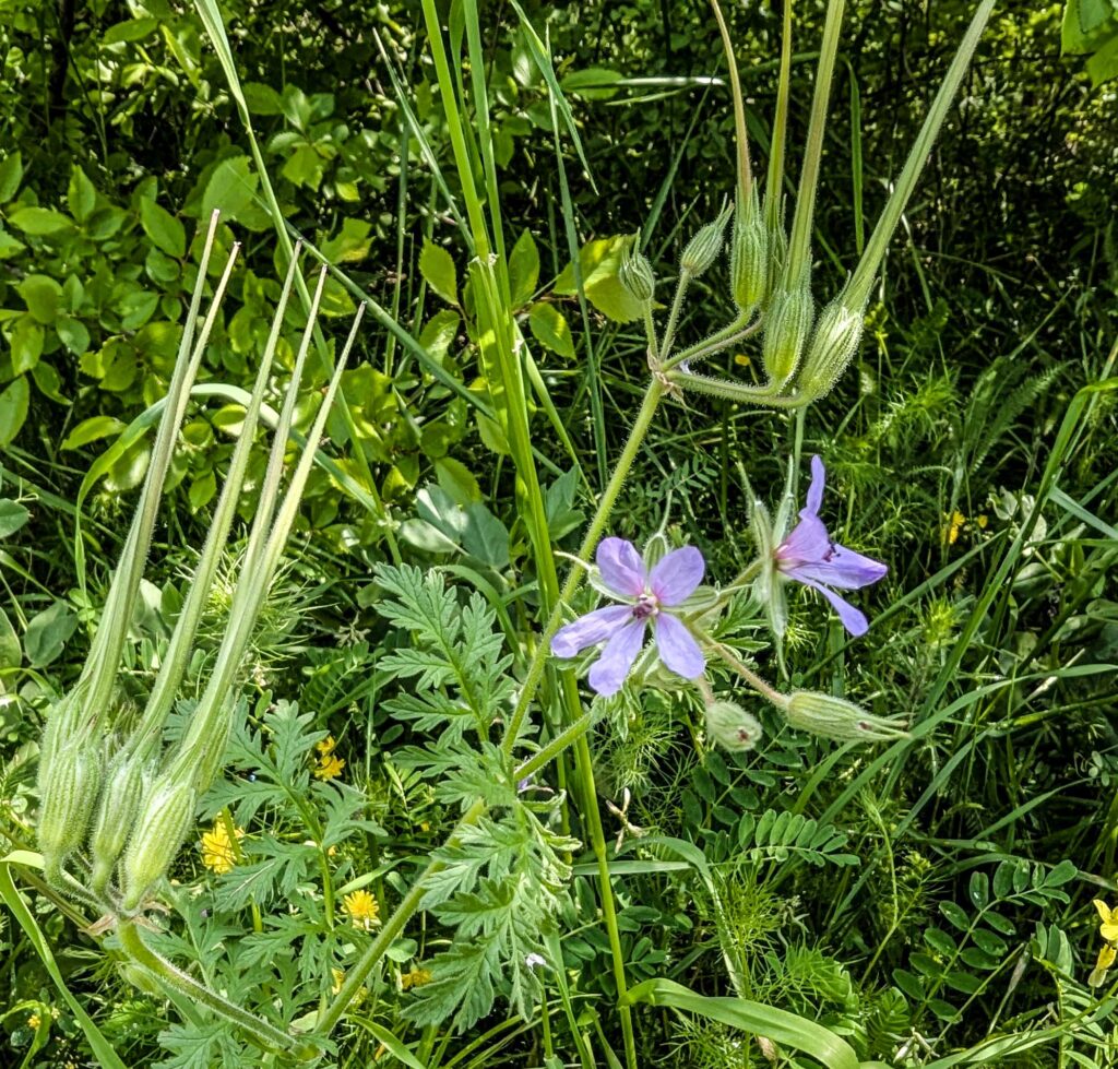 Erodium ciconium